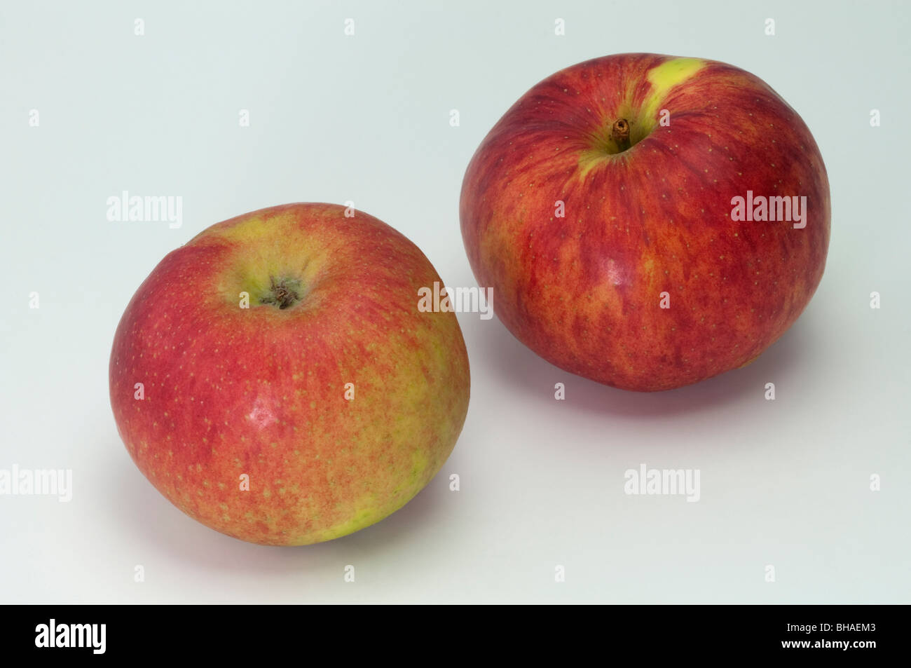 Domestic Apple (Malus domestica), variety: Biesterfelder Renette, two apples, studio picture. Stock Photo