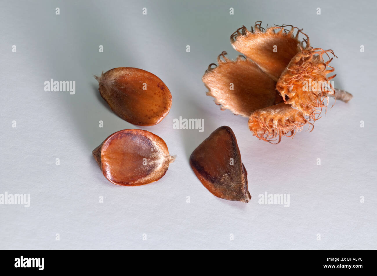 Common Beech, European Beech (Fagus sylvatica), open nut cupule and beech nuts, studio picture. Stock Photo