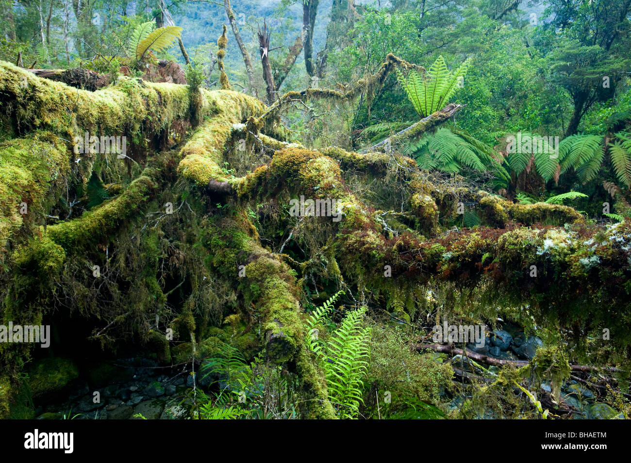 Tutoko Valley, Fiordland National Park, South Island, New Zealand Stock Photo