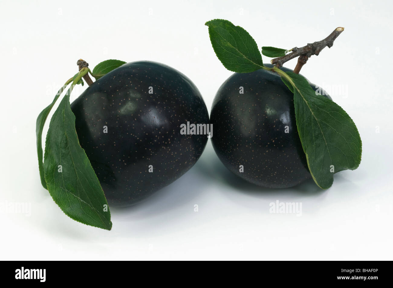 Chinese Plum, Japanese Plum (Prunus salicina), variety: Angeleno, two ripe fruit with leaves, studio picture. Stock Photo