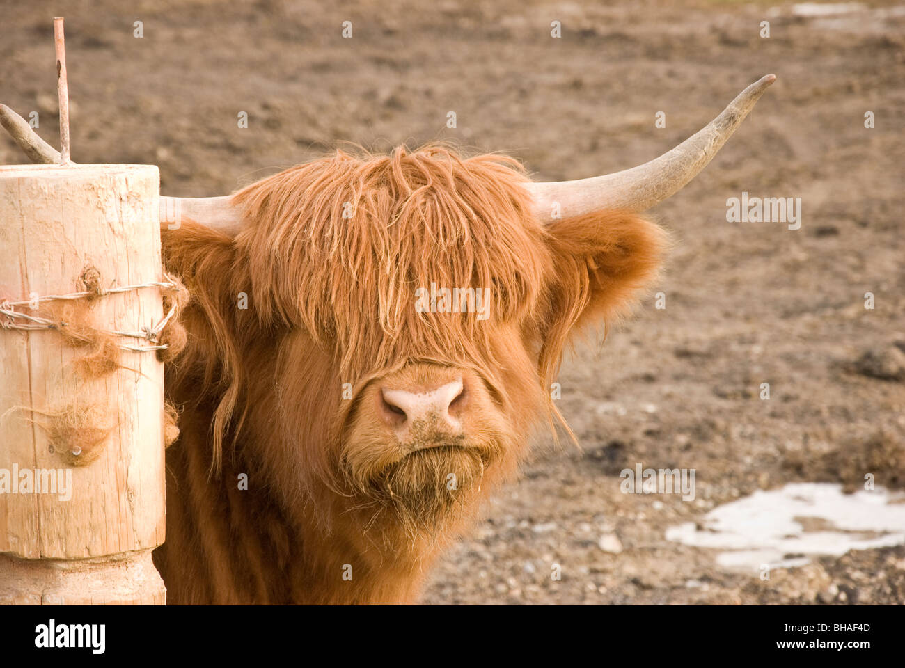 Highland cattle ready to use the scratching post Stock Photo Alamy