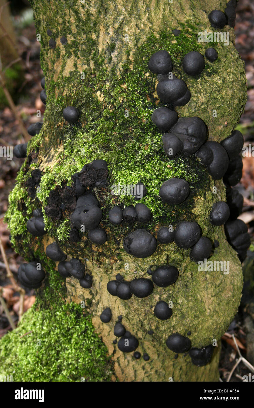 King Alfred's Cake Fungi Daldinia concentrica Growing On A Mossy Tree At Ellesmere, Shropshire, UK Stock Photo