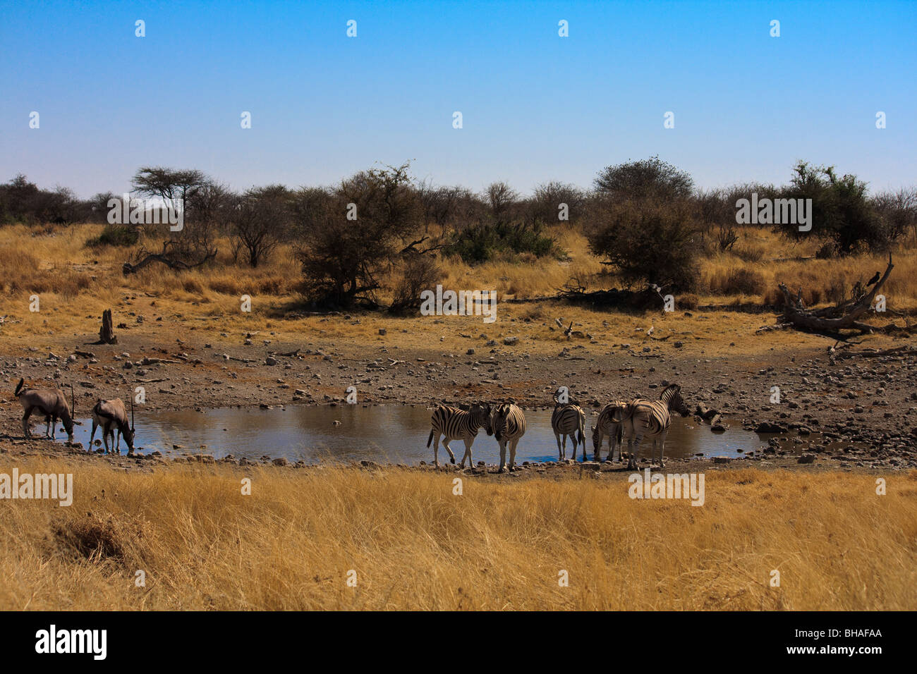 Africa Antelope Etosha Mammal Namibia Oryx Zebra Stock Photo - Alamy