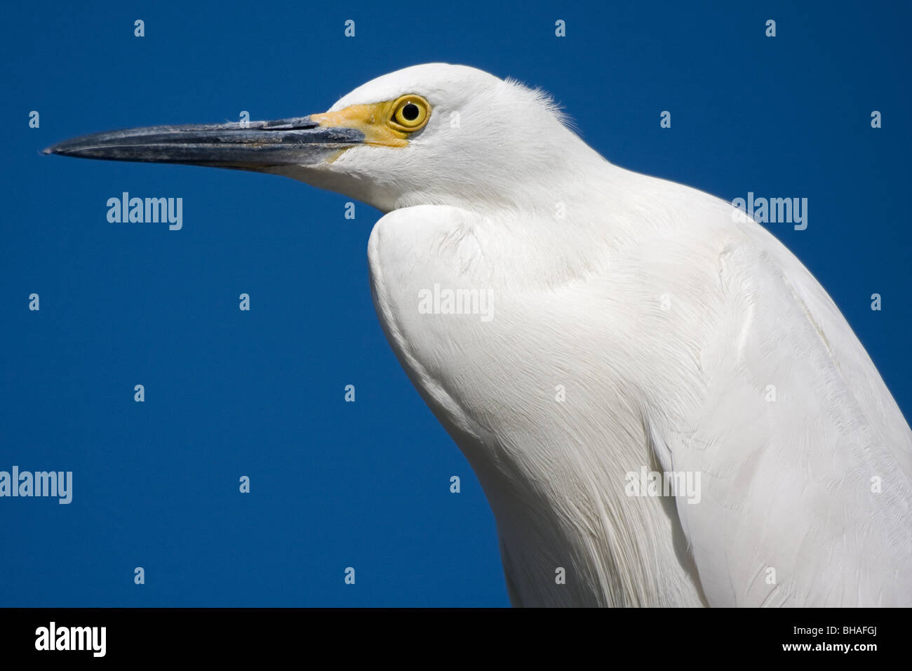 Snowy Egret (Egretta thula) portrait Stock Photo - Alamy