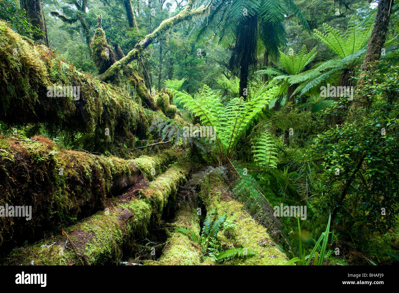 Tutoko Valley, Fiordland National Park, South Island, New Zealand Stock Photo