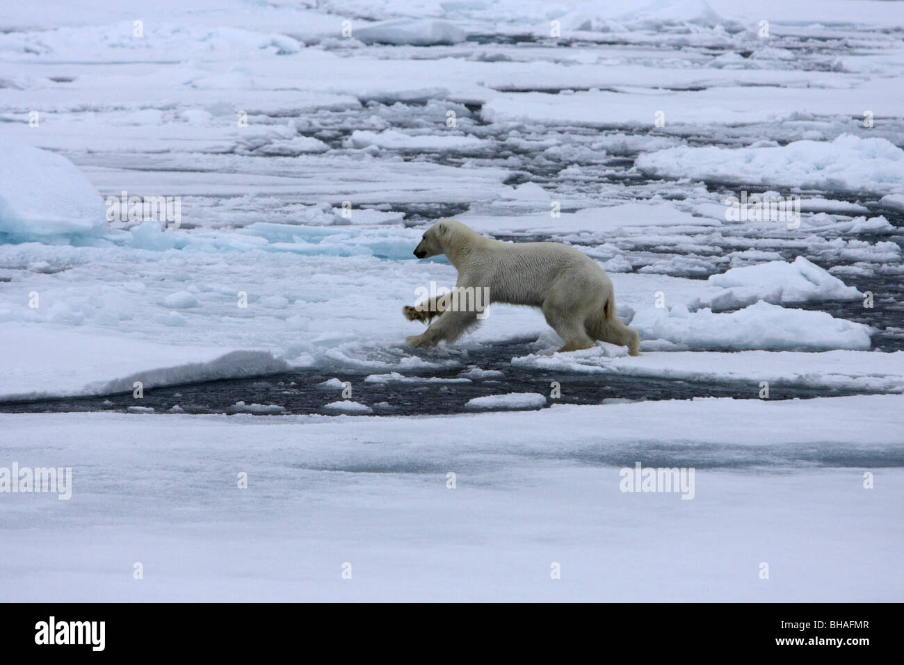 Polar Bear Ursus maritimus jumping from one snow covered ice flow to another Stock Photo