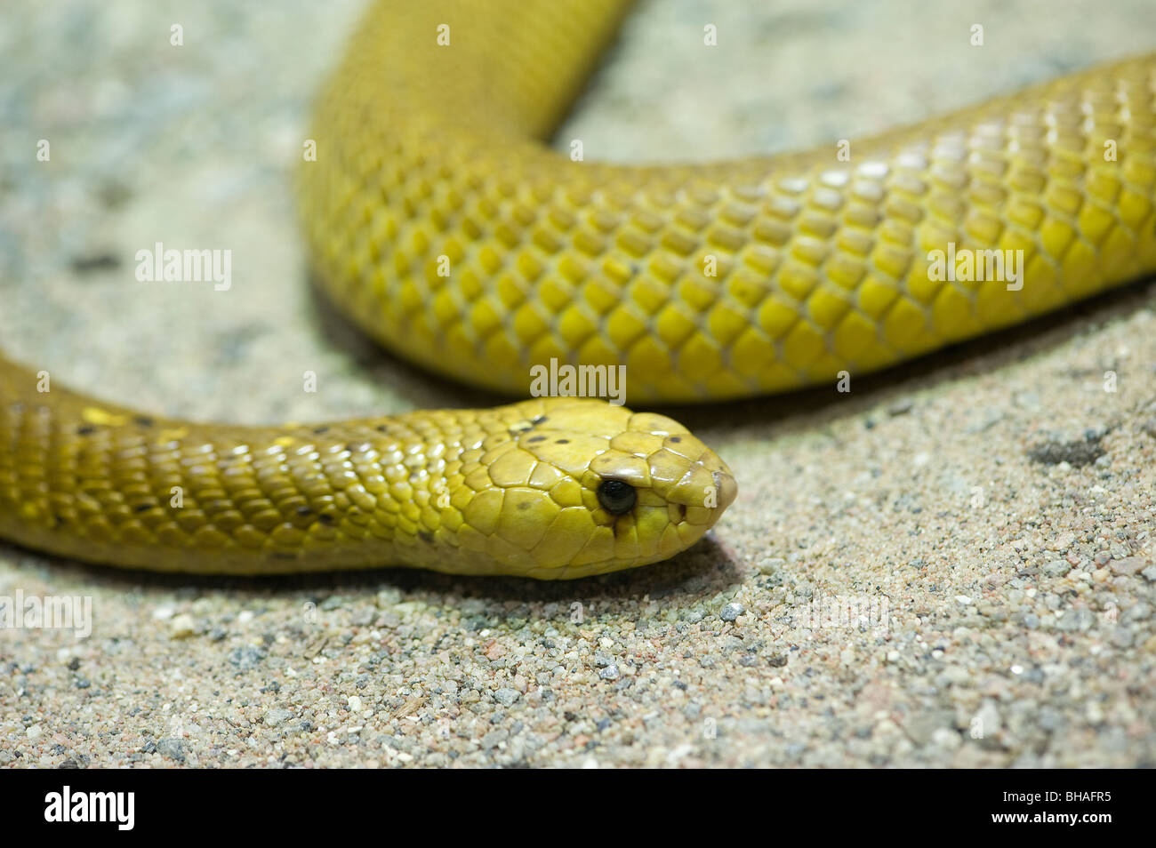 Cape Cobra (Naja Nivea) Stock Photo