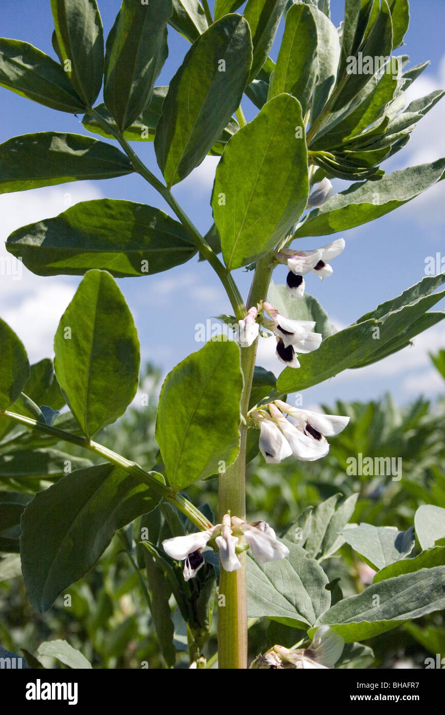 field beans growing in field (Essex Stock Photo Alamy