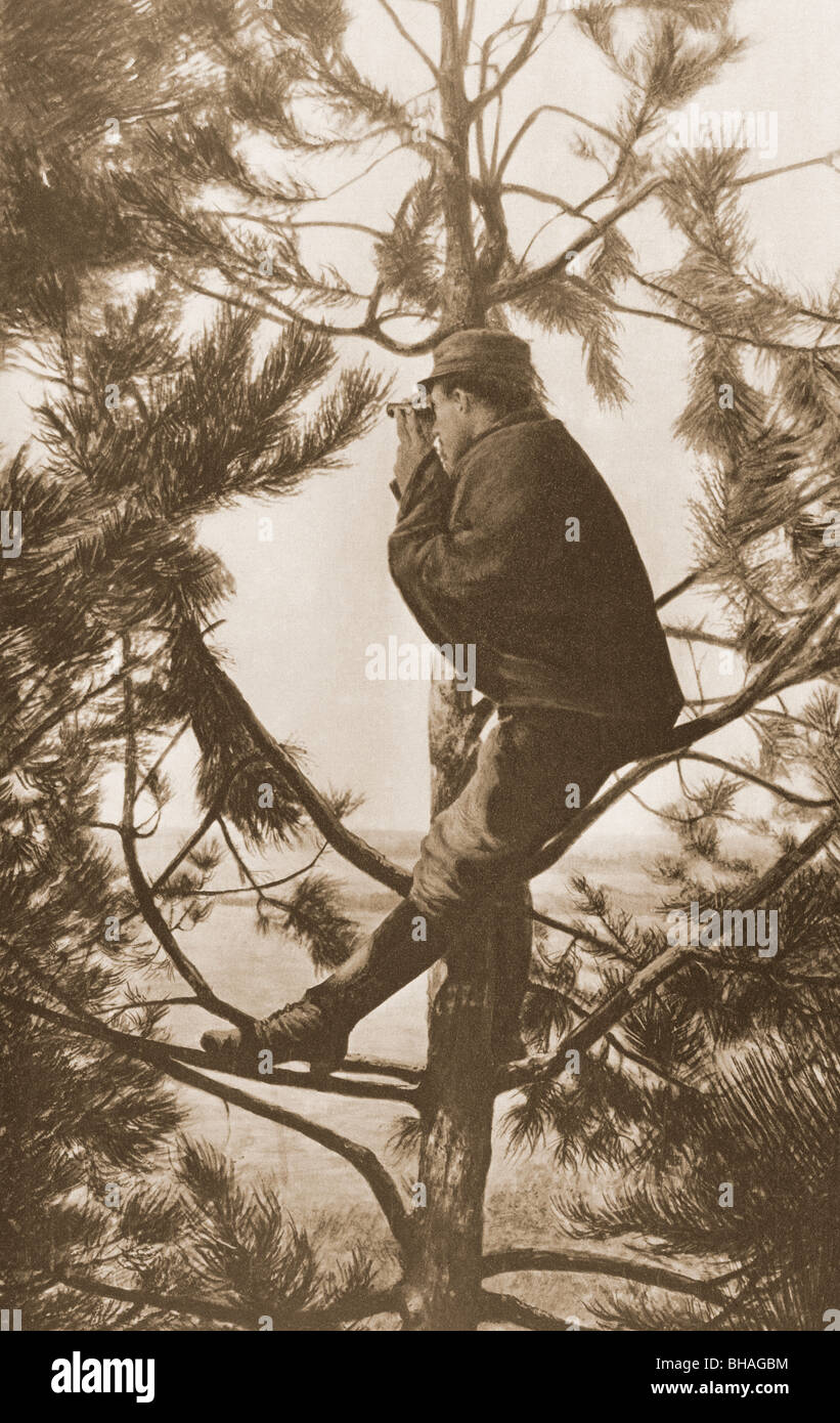 A French observer up a tree during First World War. Stock Photo