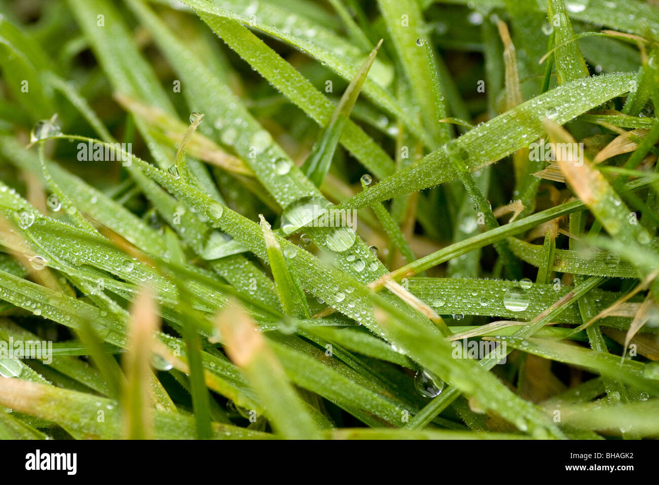 Blades of grass with water droplets / morning drew Stock Photo Alamy