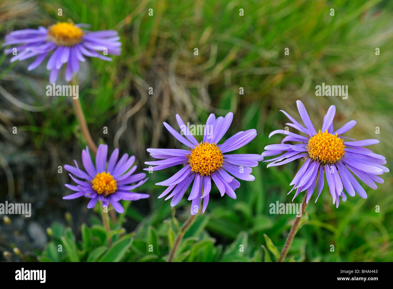 Alpine aster (Aster alpinus) in flower at alpine meadow in the Swiss Alps, Switzerland Stock Photo