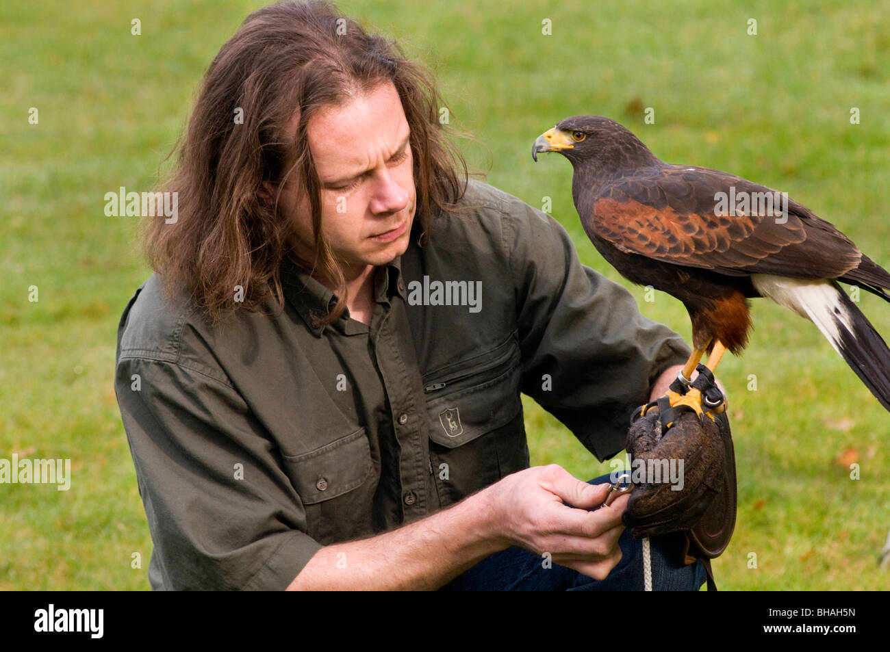 A bird of prey being carefully held by its handler during an outdoor display Stock Photo