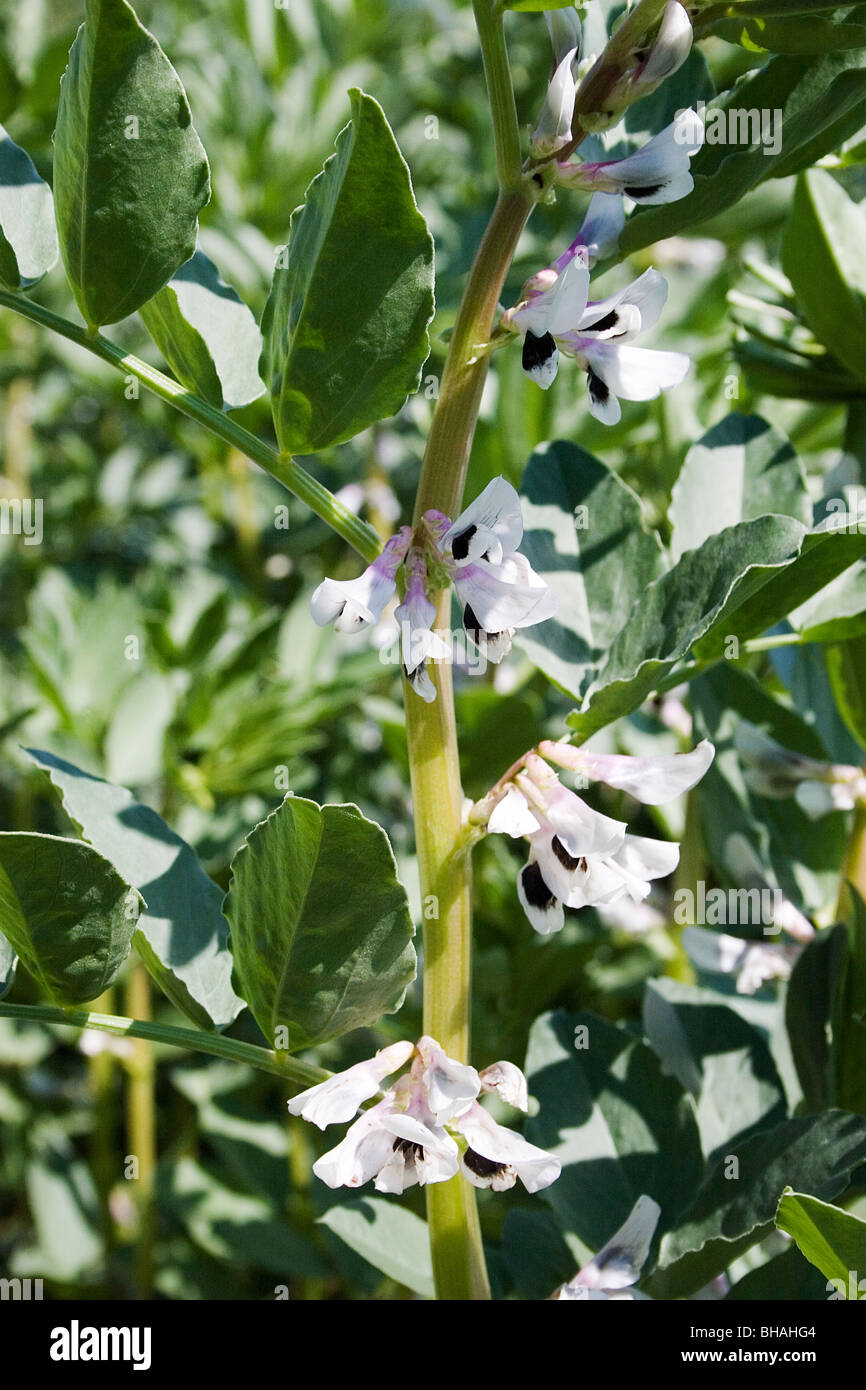 field beans growing in field (Essex Stock Photo Alamy