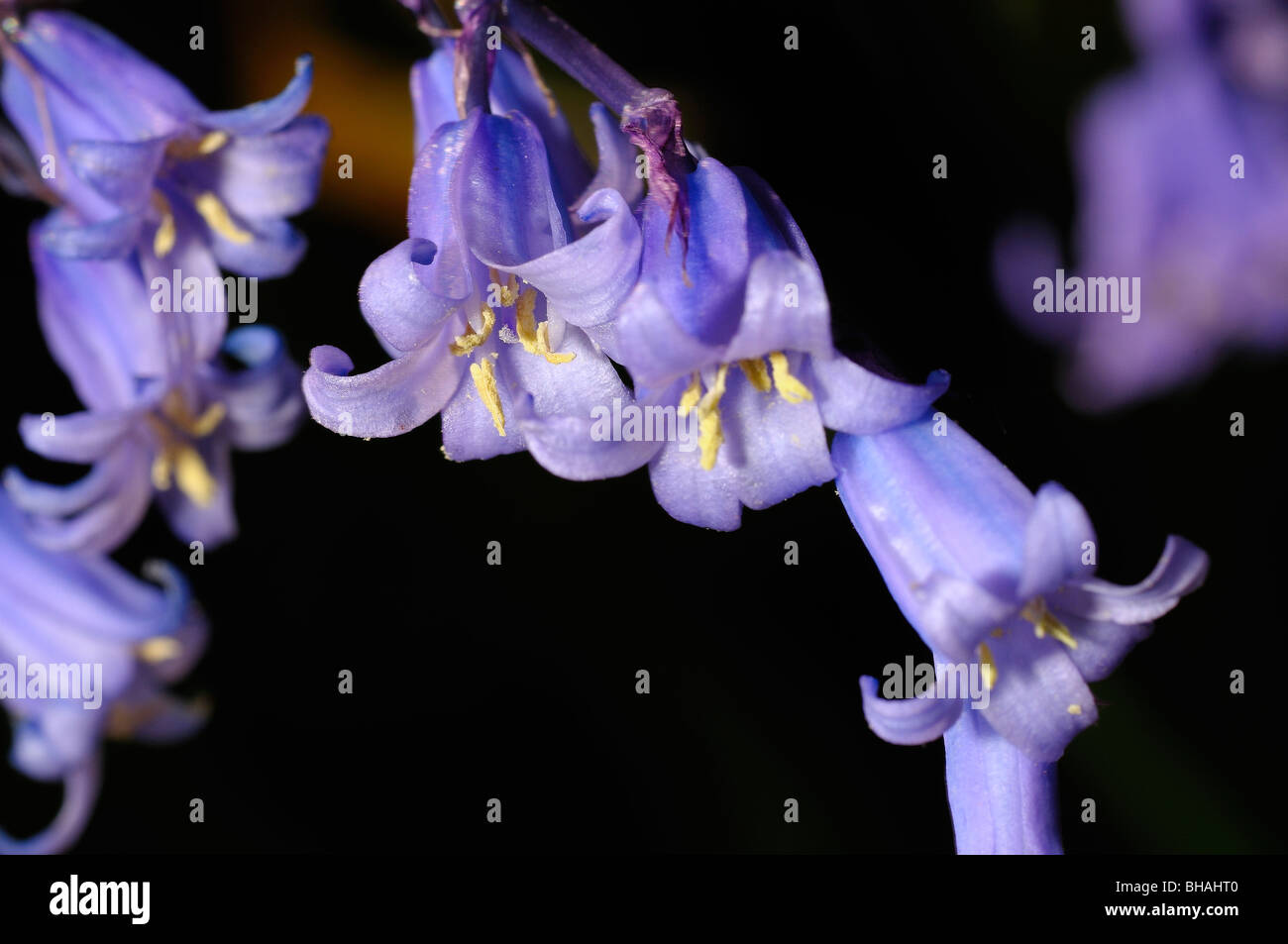 A beautiful spring flower, Blue Bells Stock Photo