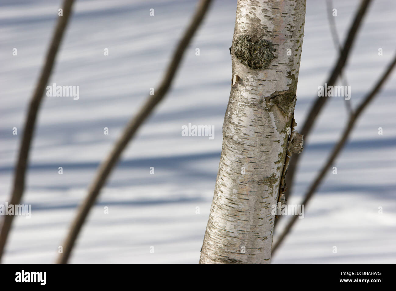 birch tree snow winter shadows Stock Photo