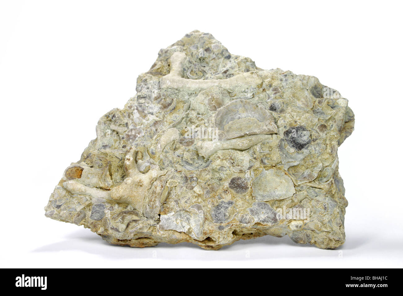 Limestone rock composed largely of coral and shell fragments Stock Photo