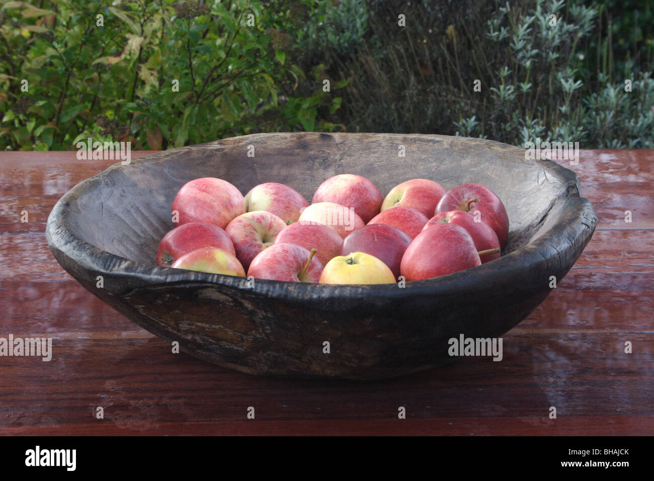 hand carved, hand burned Zimbabwean fruit bowl containing crispy red apples on African teak table Stock Photo