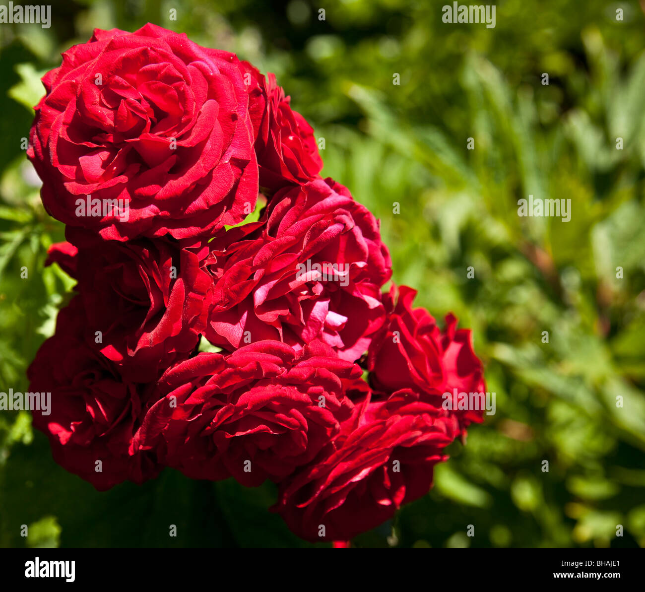 Beautiful single white flower surrounded by other flowers Stock Photo
