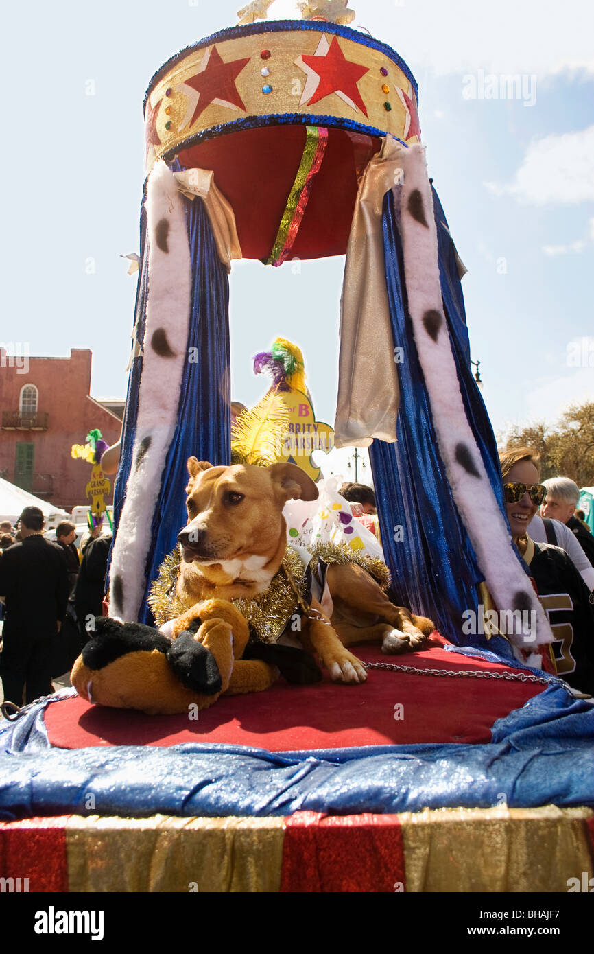 Dog on a float in New Orleans Barkus parade. Stock Photo