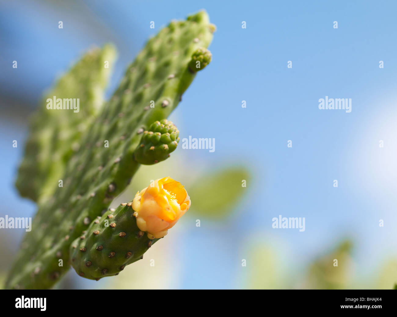 flowering cactus yellow flower L sunny colour Stock Photo