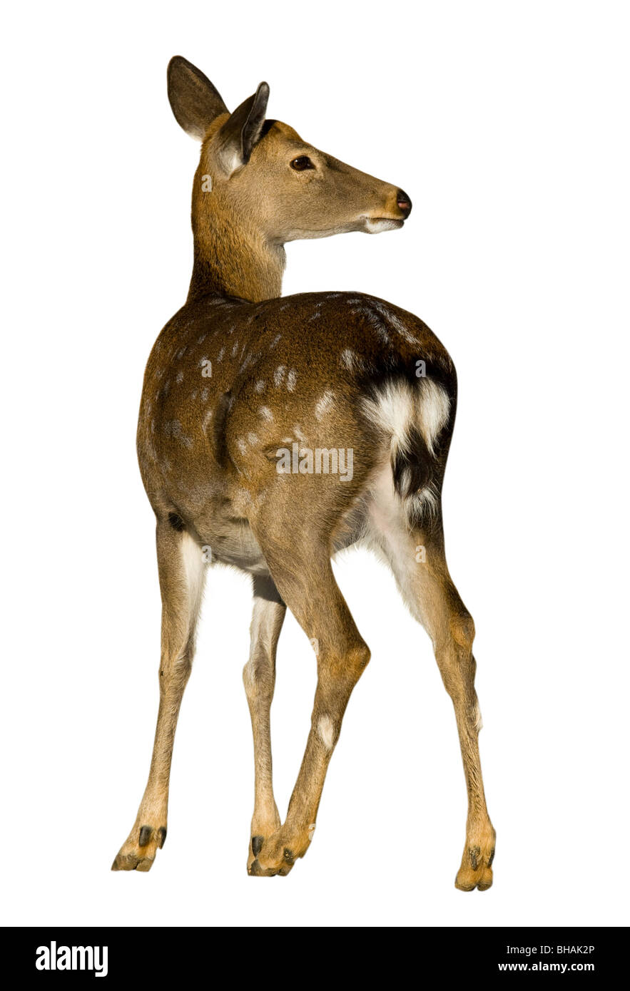 Sika Deer (Cervus nippon) against a white background. Stock Photo
