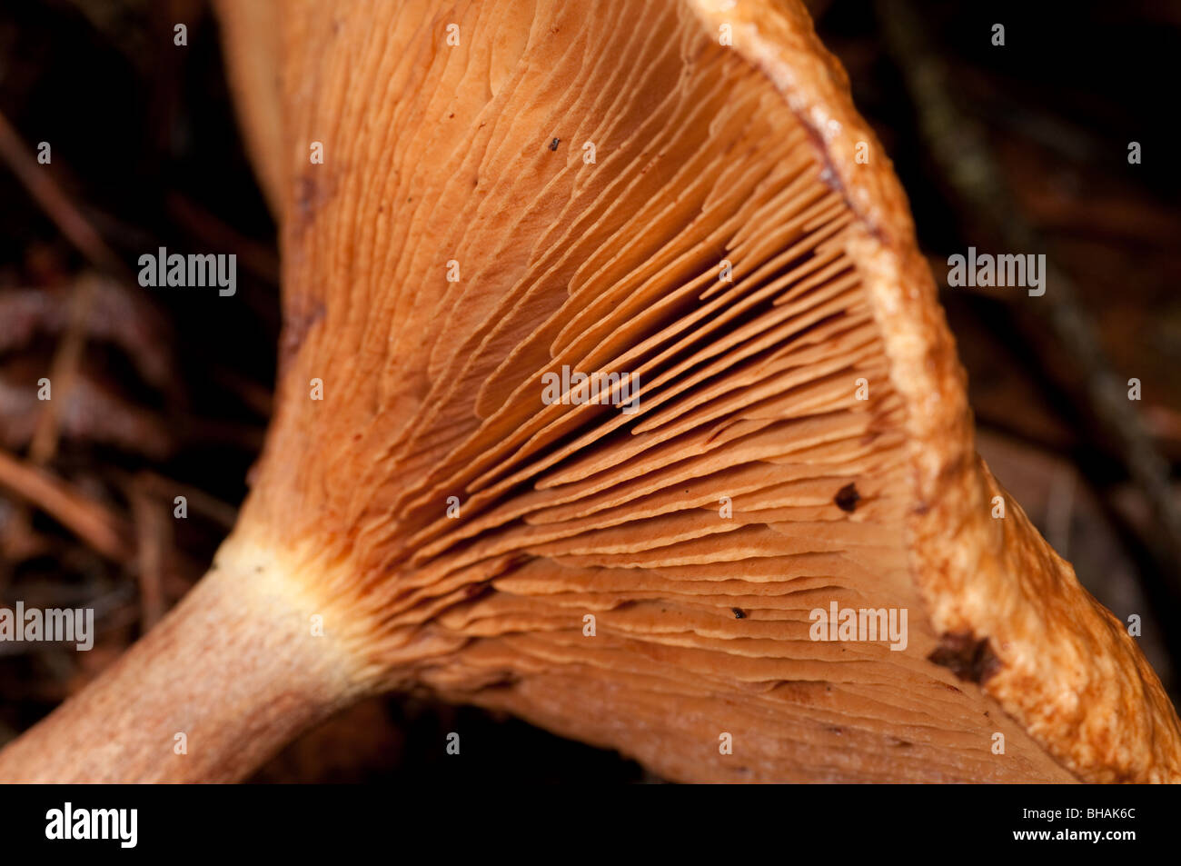 Underside of toadstool showing gills Stock Photo