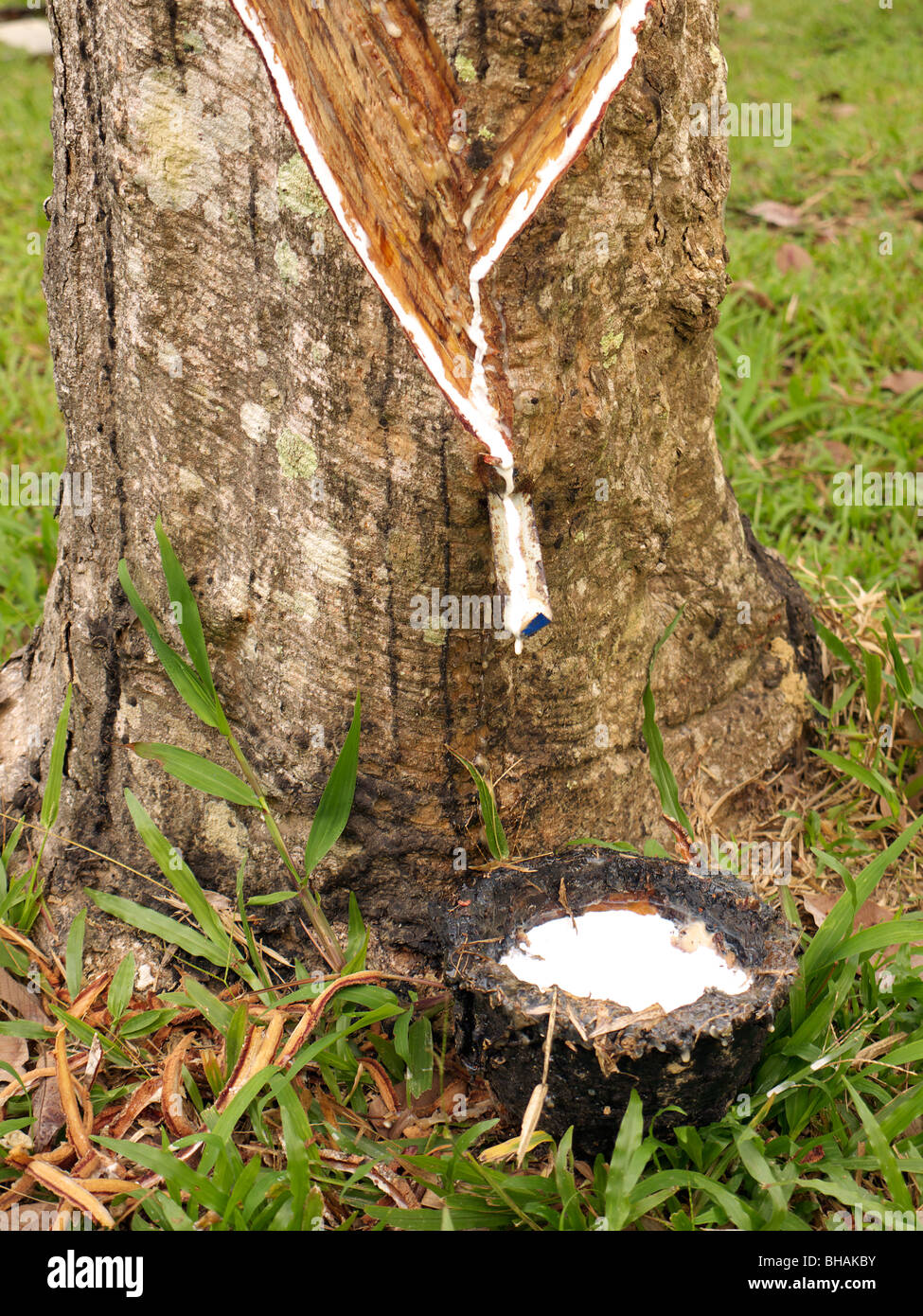 extraction of uncured rubber rubber on the island of Ko Muk,Thailand Stock Photo Alamy