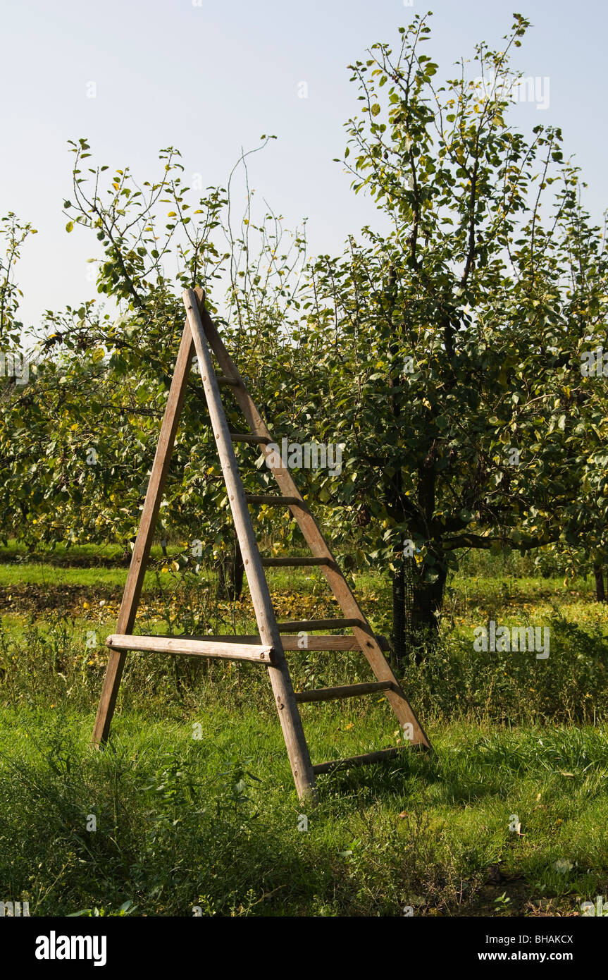 Orchard of Hazel (Corylus) tress showing a traditional wooden orchard