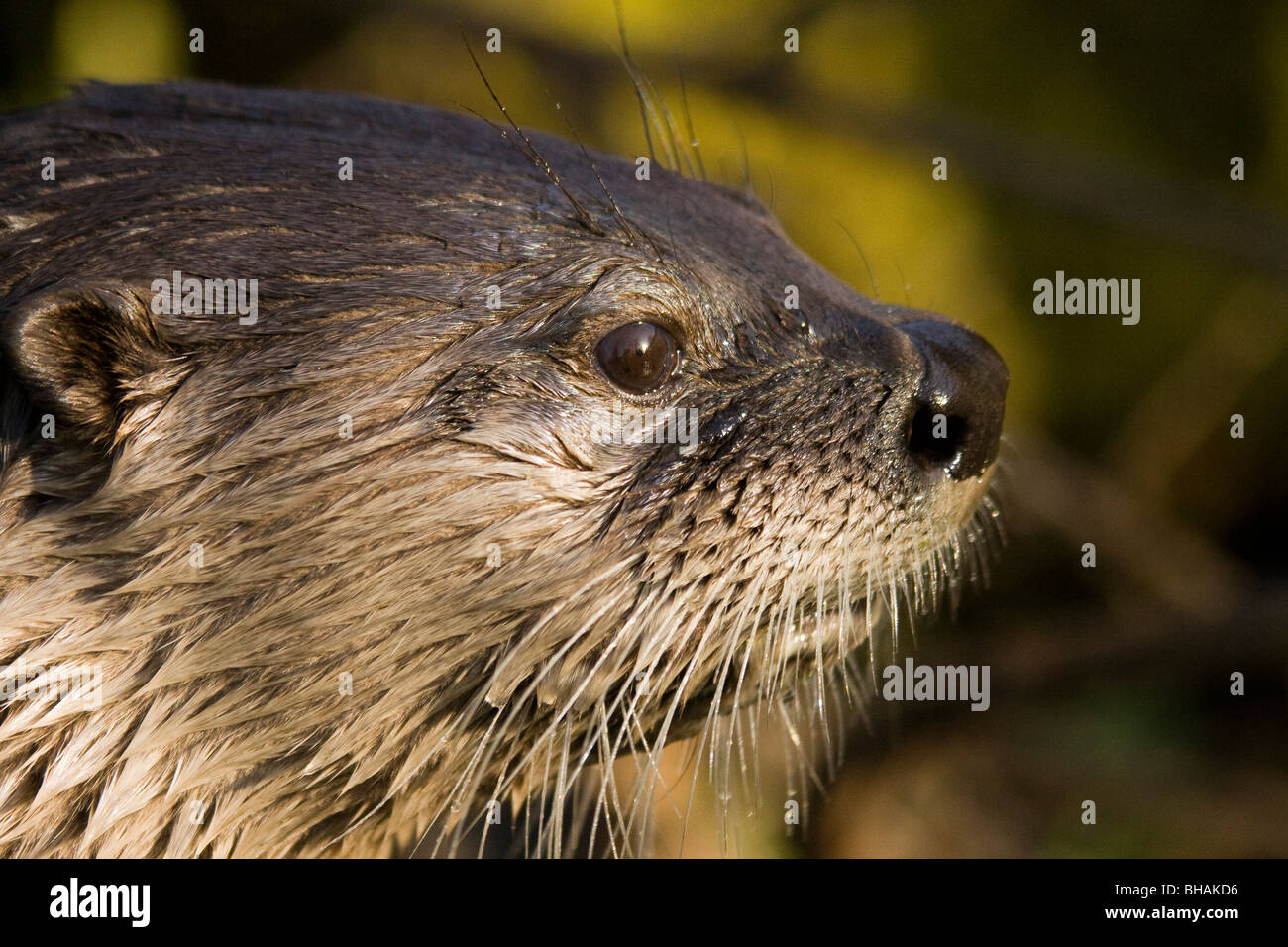 American River Otter (Lontra canadensis) close-up, looking to the right at Cromer, Norfolk, England, UK Stock Photo