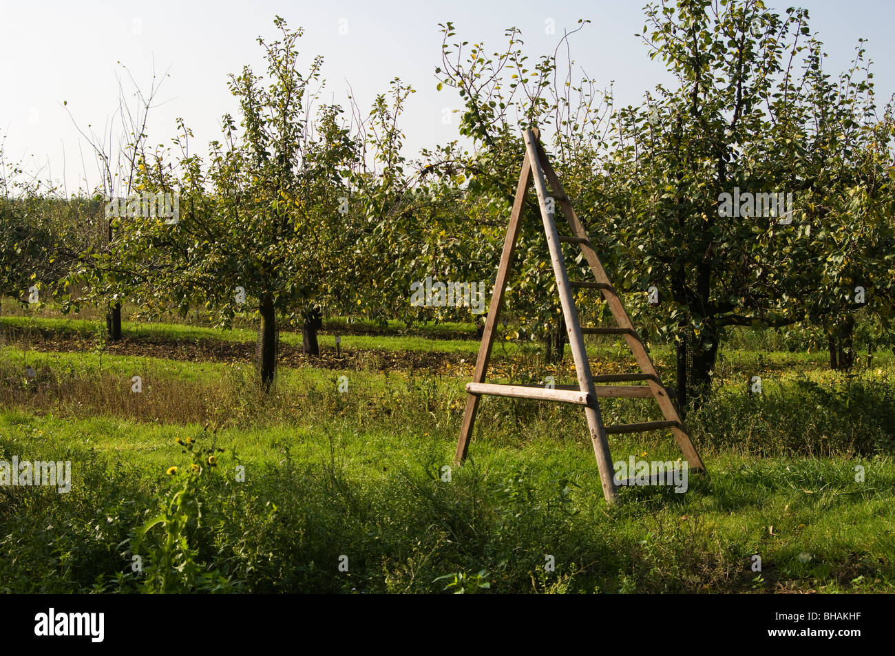 Orchard of Hazel (Corylus) tress showing a traditional wooden orchard