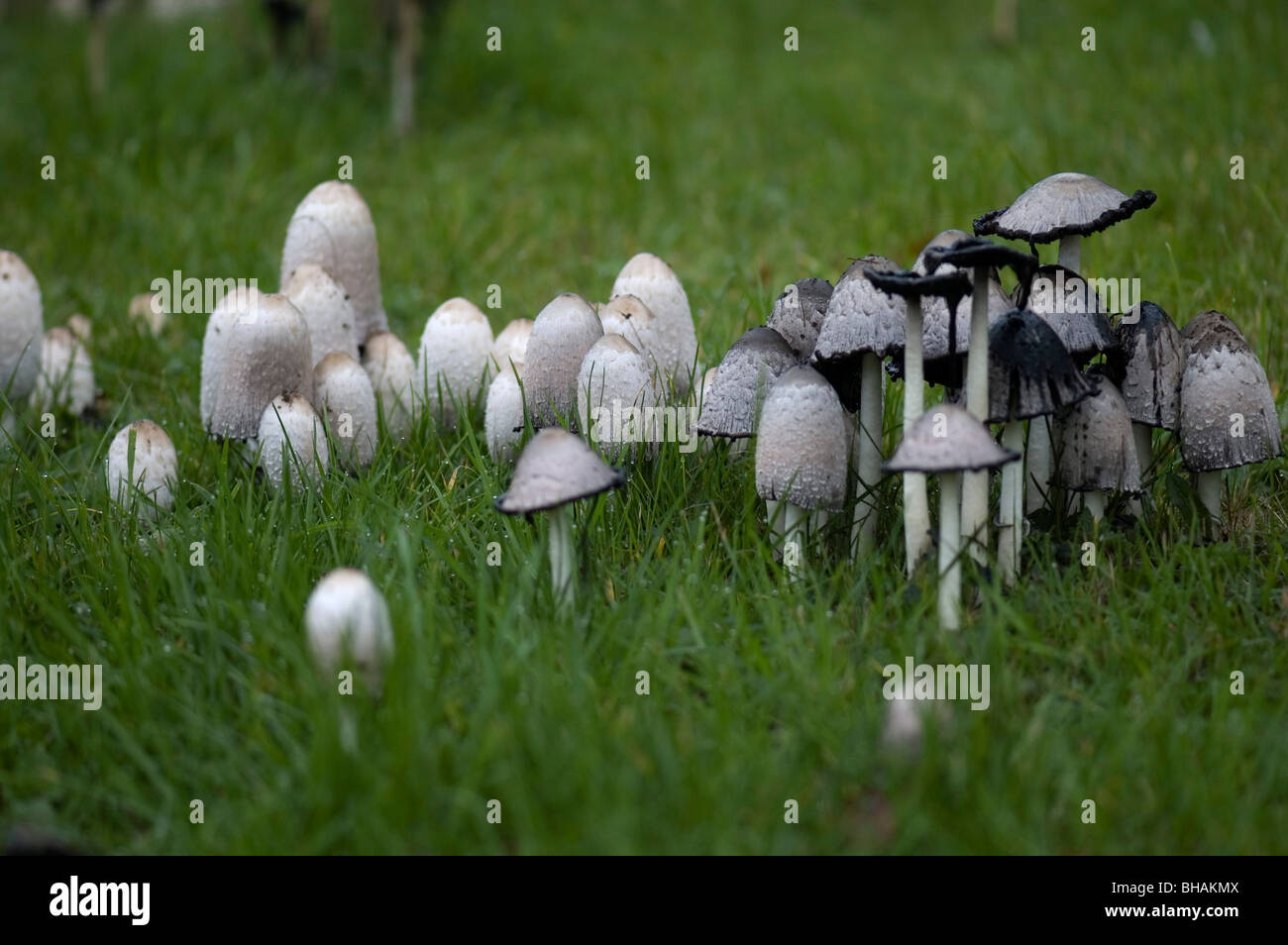 Autumn British Fungi Stock Photo