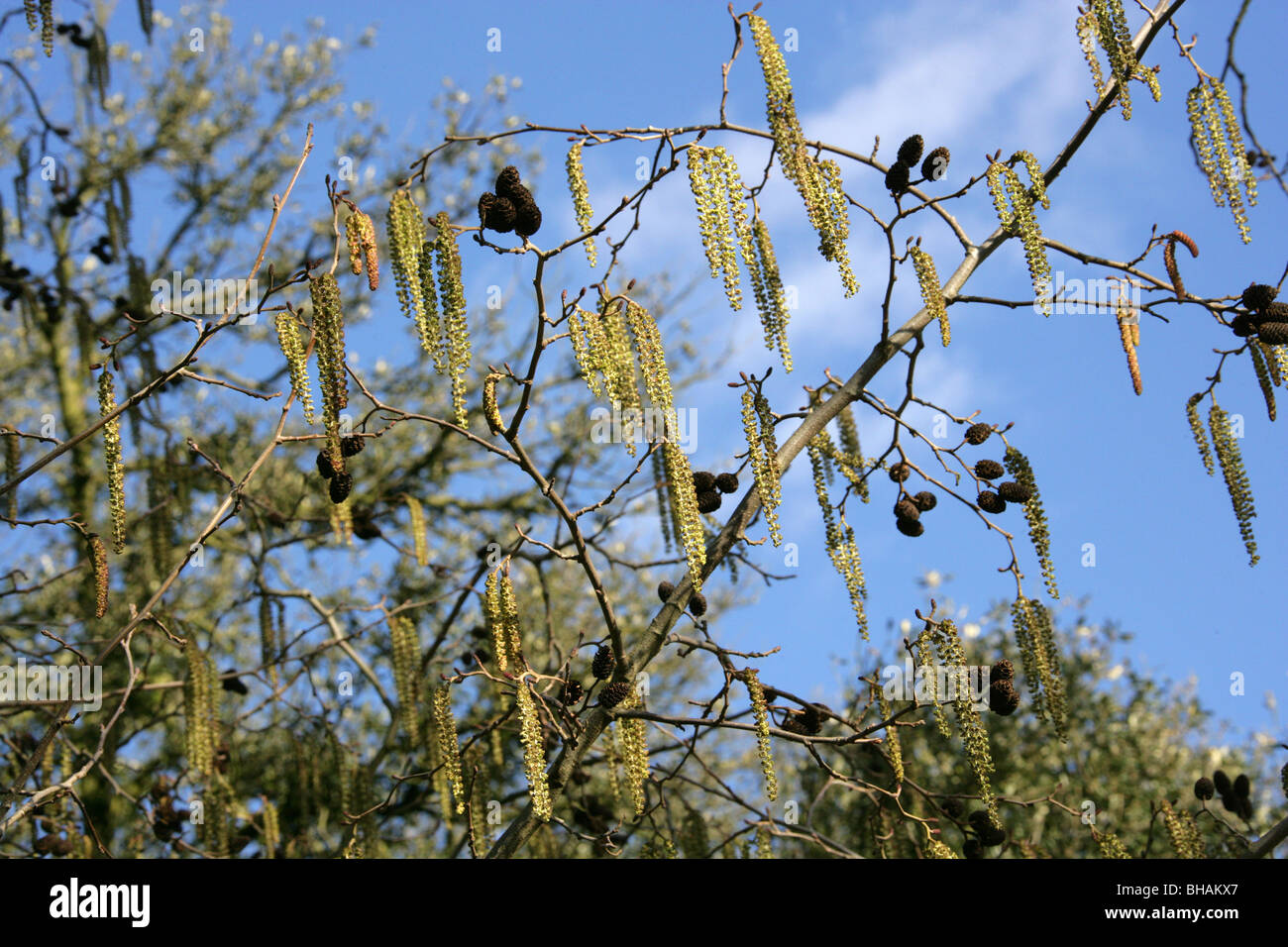 Caucasian Alder and Catkins, Alnus subcordata, Betulaceae, Caucasus, Iran Stock Photo