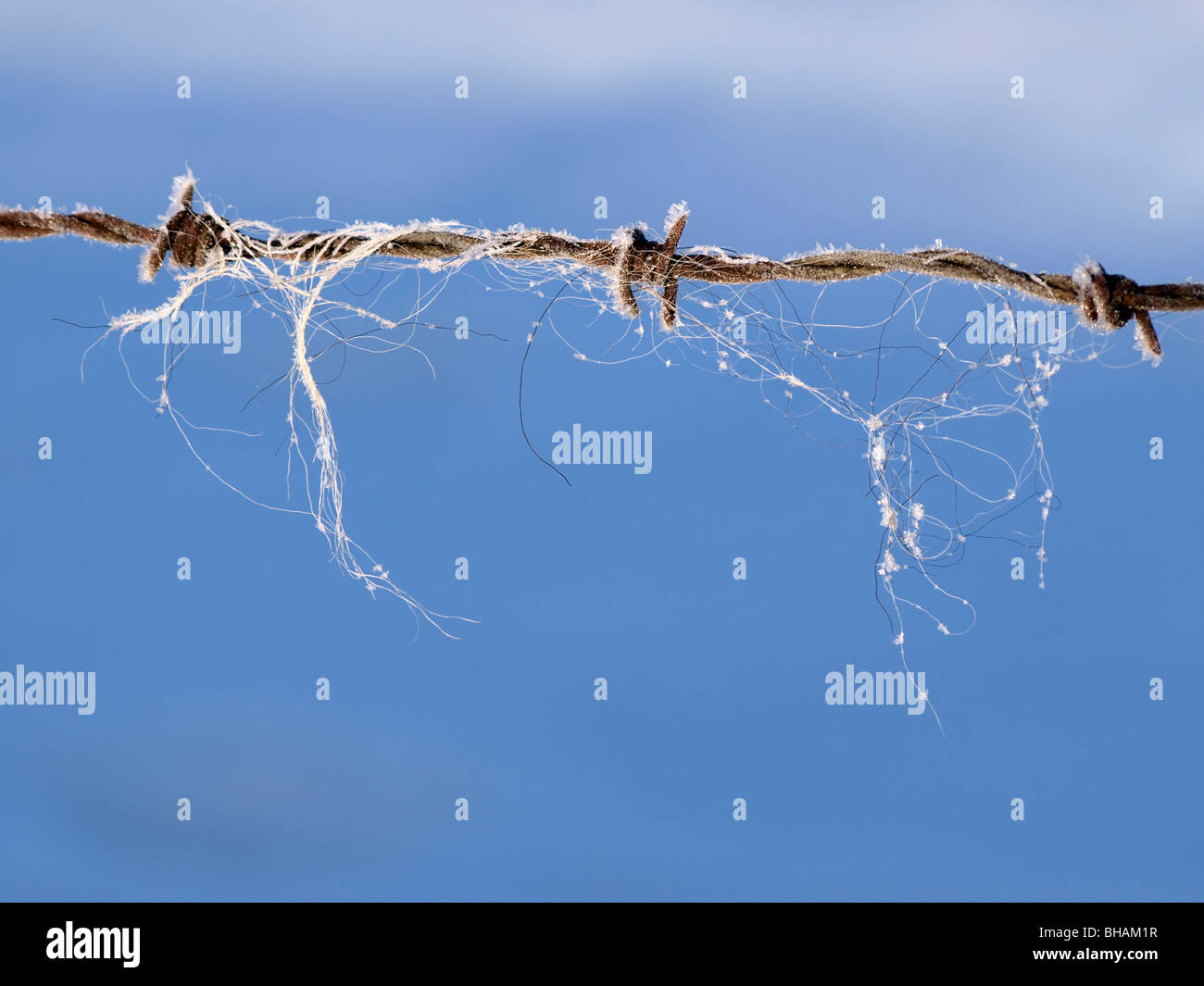 barbed wire with frozen strands of wool in winter against a background of clear bright blue sky winter UK country Stock Photo