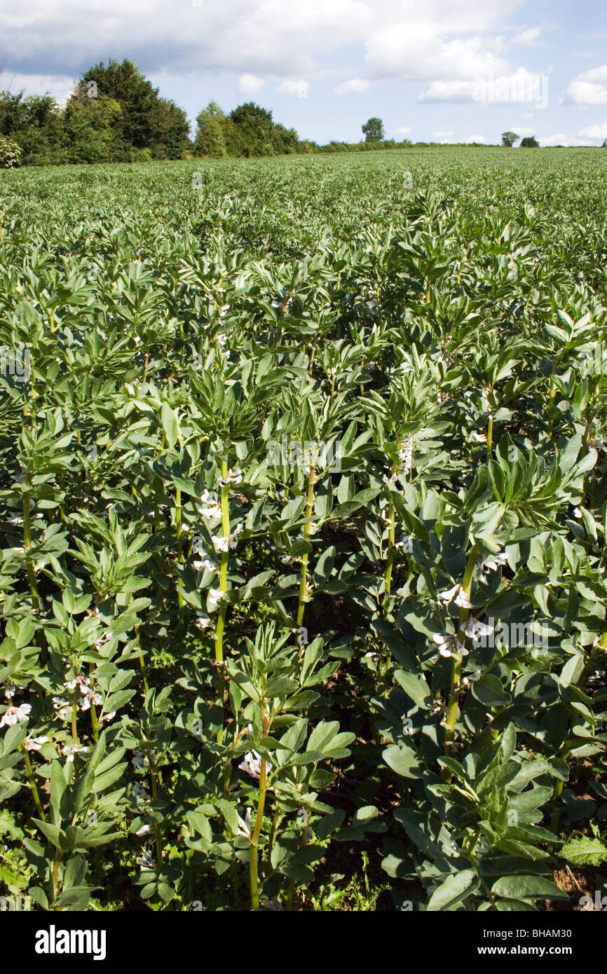 field beans growing in field (Essex Stock Photo Alamy