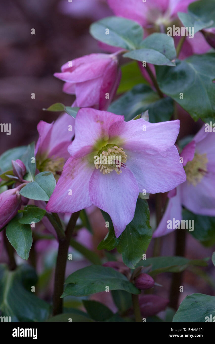 Hellebore january flowering hires stock photography and images Alamy
