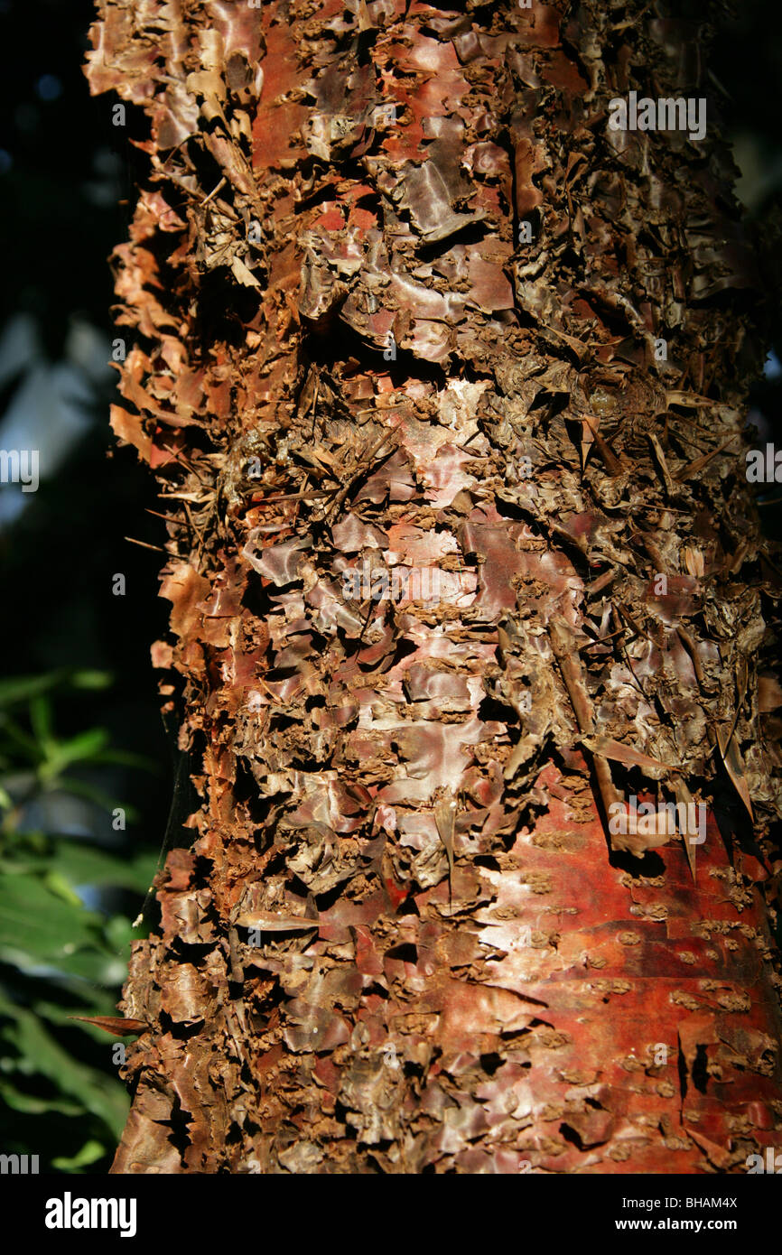 Bark of a Klinki Pine Tree, Araucaria hunsteinii, Araucariaceae. Papua New Guinea. Aka Klinkii Pine. Stock Photo