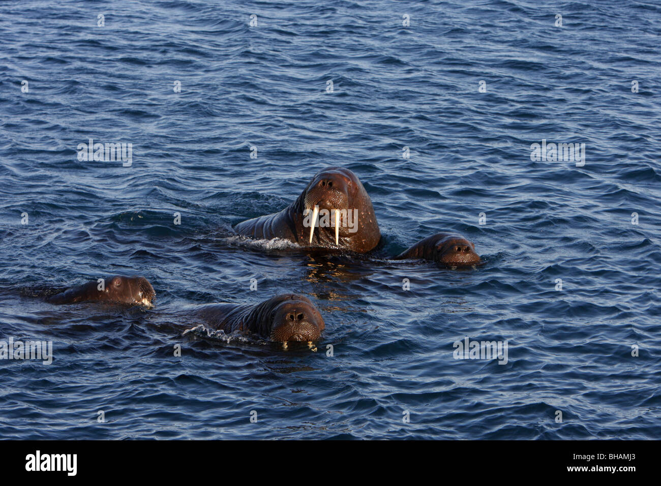 Four Walrus Odobenus Rosmarus Flating In A Blue Sea In Winter Making