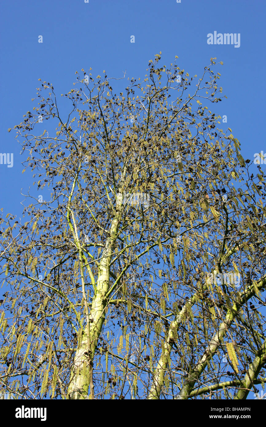 Caucasian Alder and Catkins, Alnus subcordata, Betulaceae, Caucasus, Iran Stock Photo