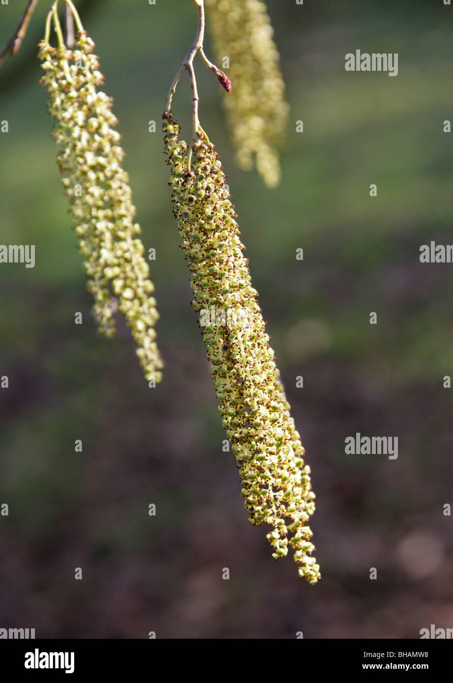 Alder Catkins, Alnus x spaethii (Alnus japonica × Alnus subcordata), Betulaceae Stock Photo