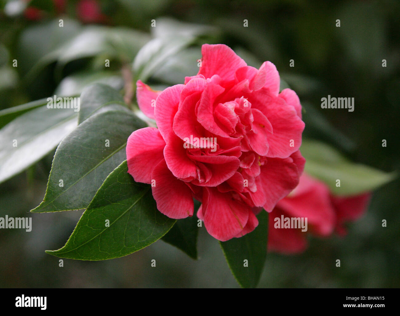Yennan Camellia, Camellia reticulata, Theaceae, Yunnan, China. Threatened in the Wild. Stock Photo