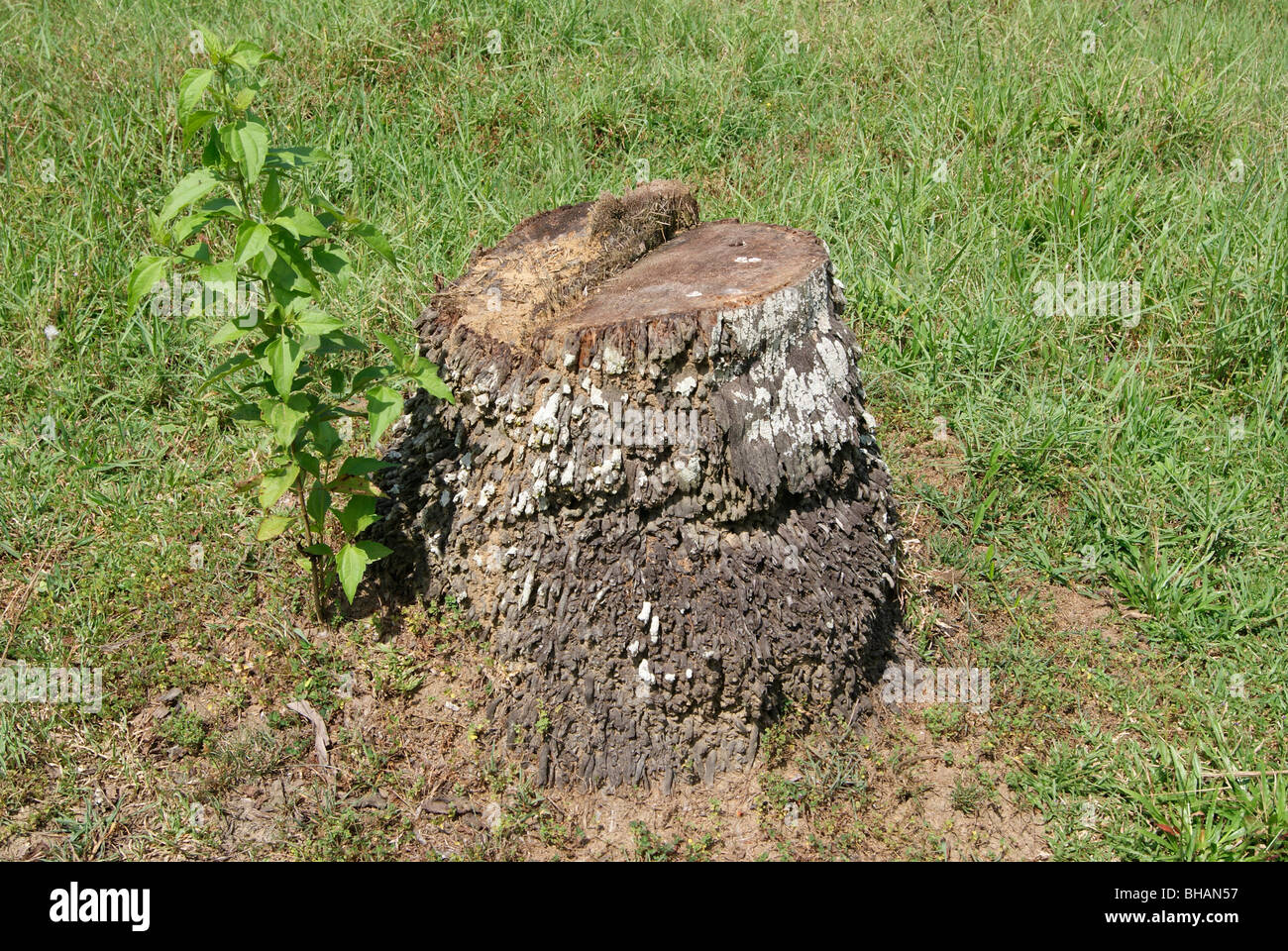 Remaining portion of a big coconut tree after it has been cut Stock Photo