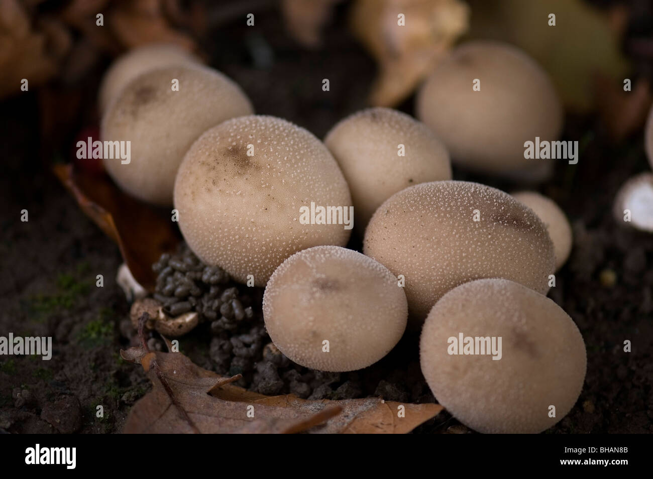 Autumn British Fungi Stock Photo