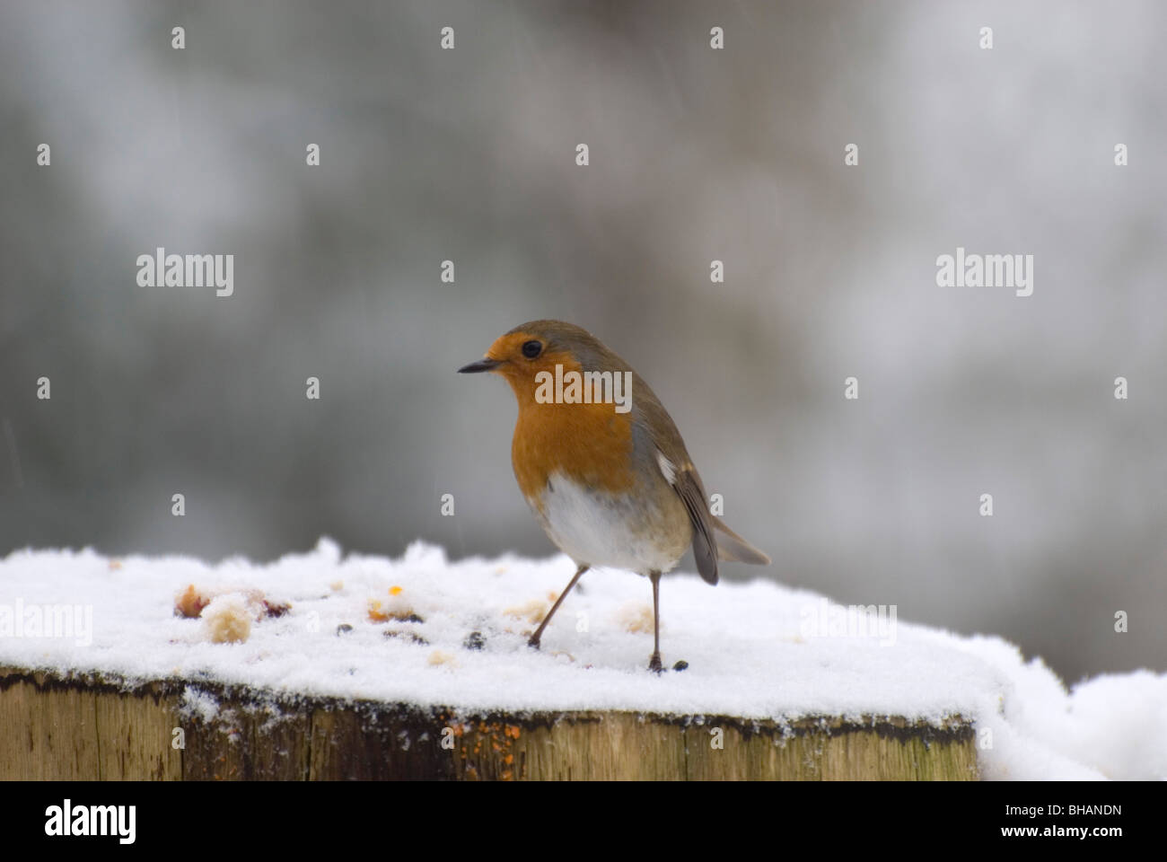 Robin on winter bird table Stock Photo