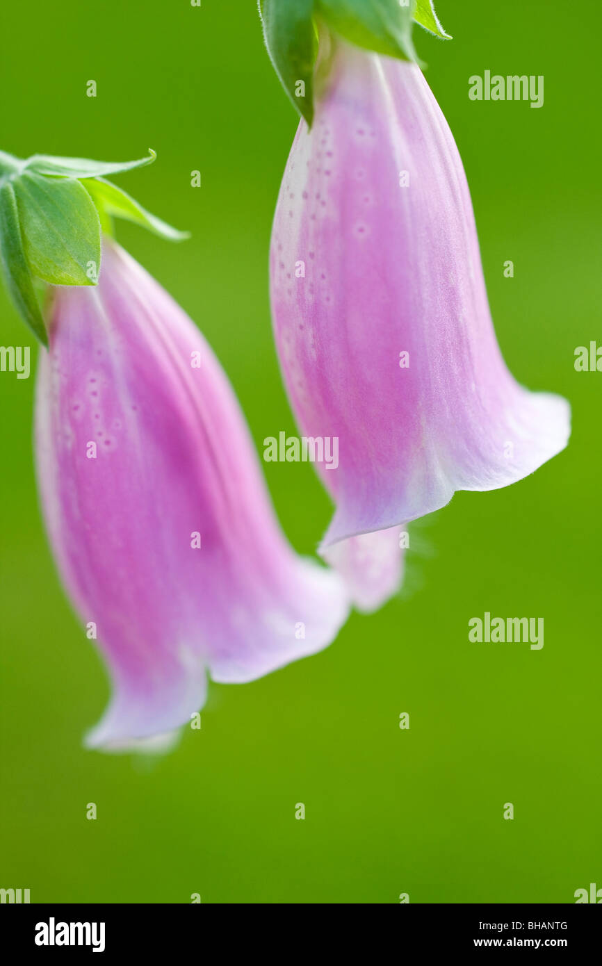 Close Up of Foxglove Flower Digitalis purpurea Stock Photo