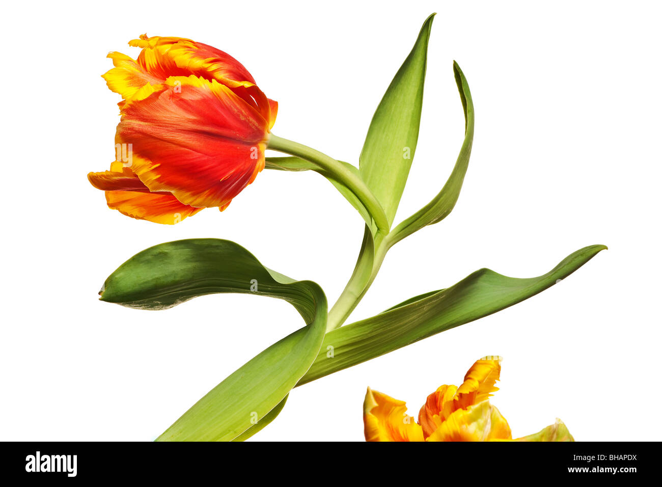 spring tulips flower isolated on white background Stock Photo - Alamy