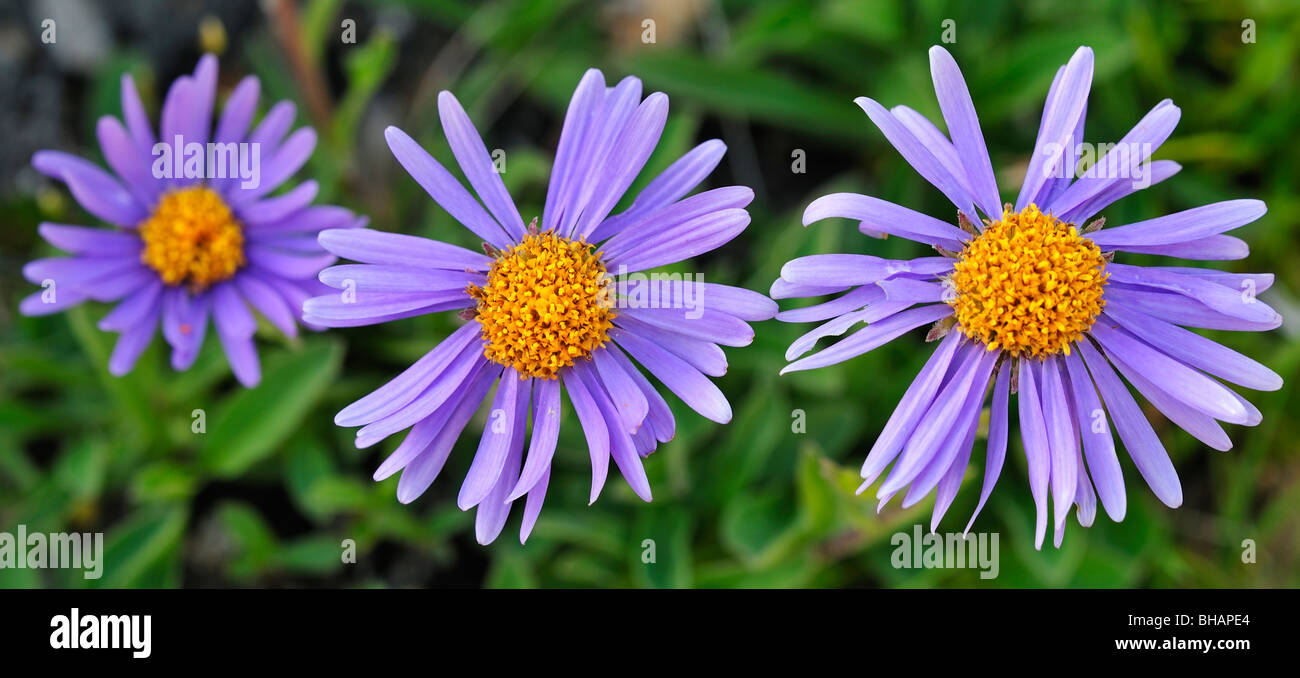 Alpine aster (Aster alpinus) in flower at alpine meadow in the Swiss Alps, Switzerland Stock Photo