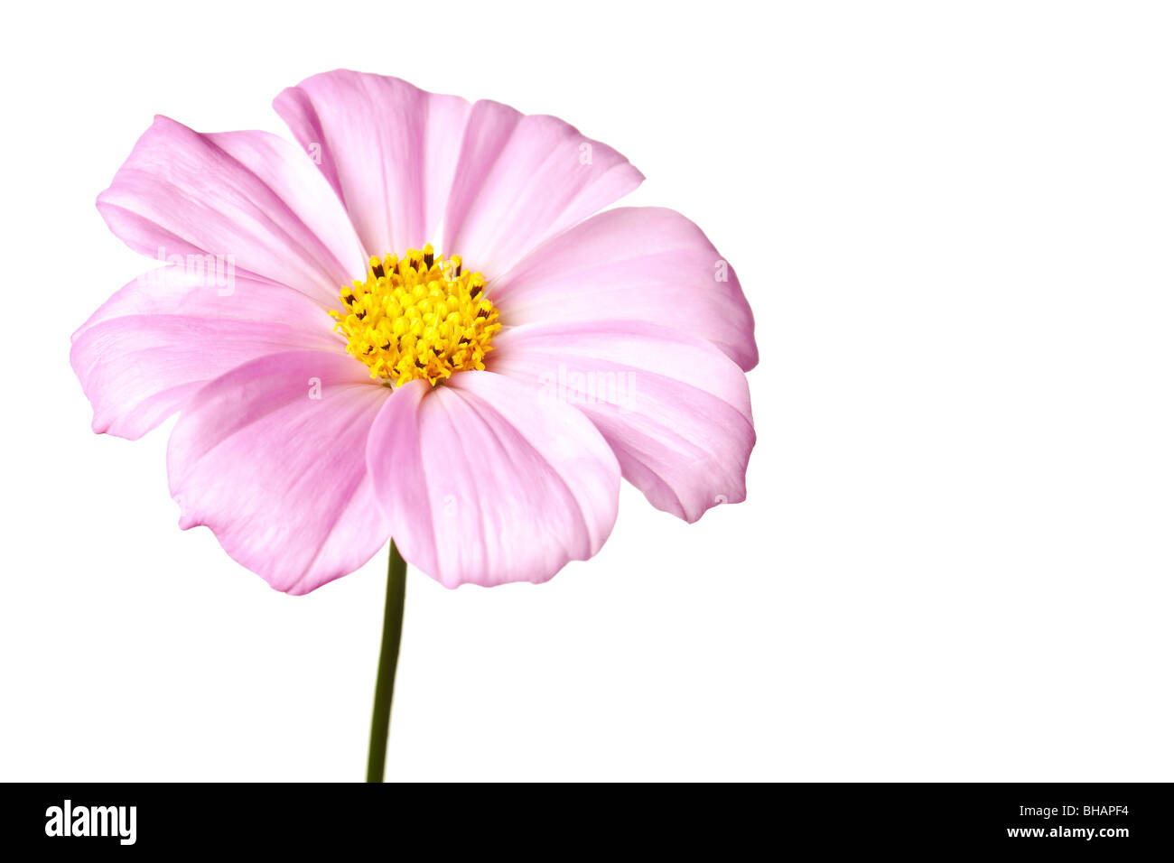 pink daisy isolated on a pure white background Stock Photo
