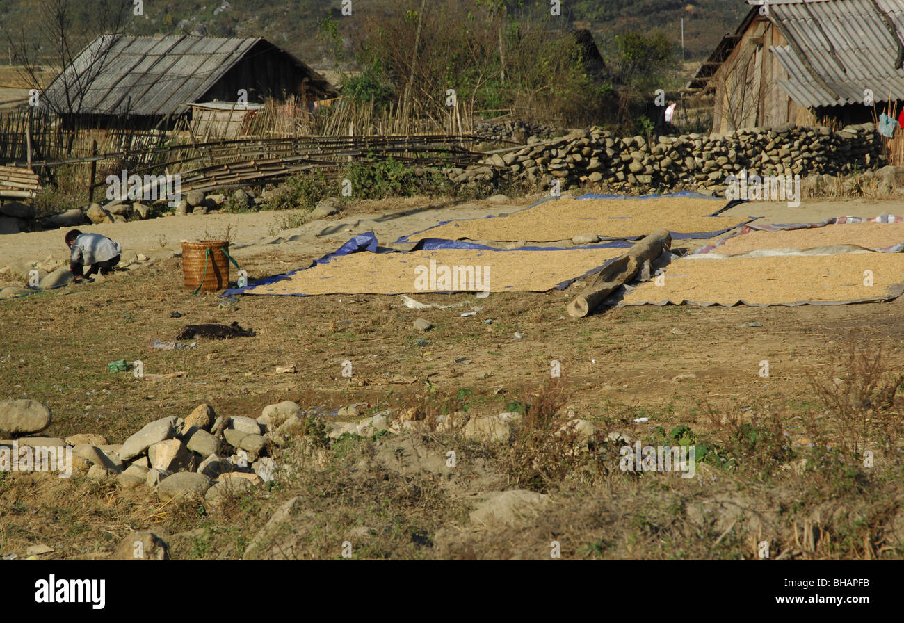 Drying out rice hires stock photography and images Alamy