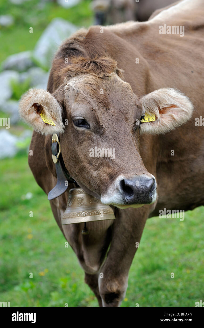 Portrait of brown Alpine cow (Bos taurus) with cowbell in meadow, Swiss ...