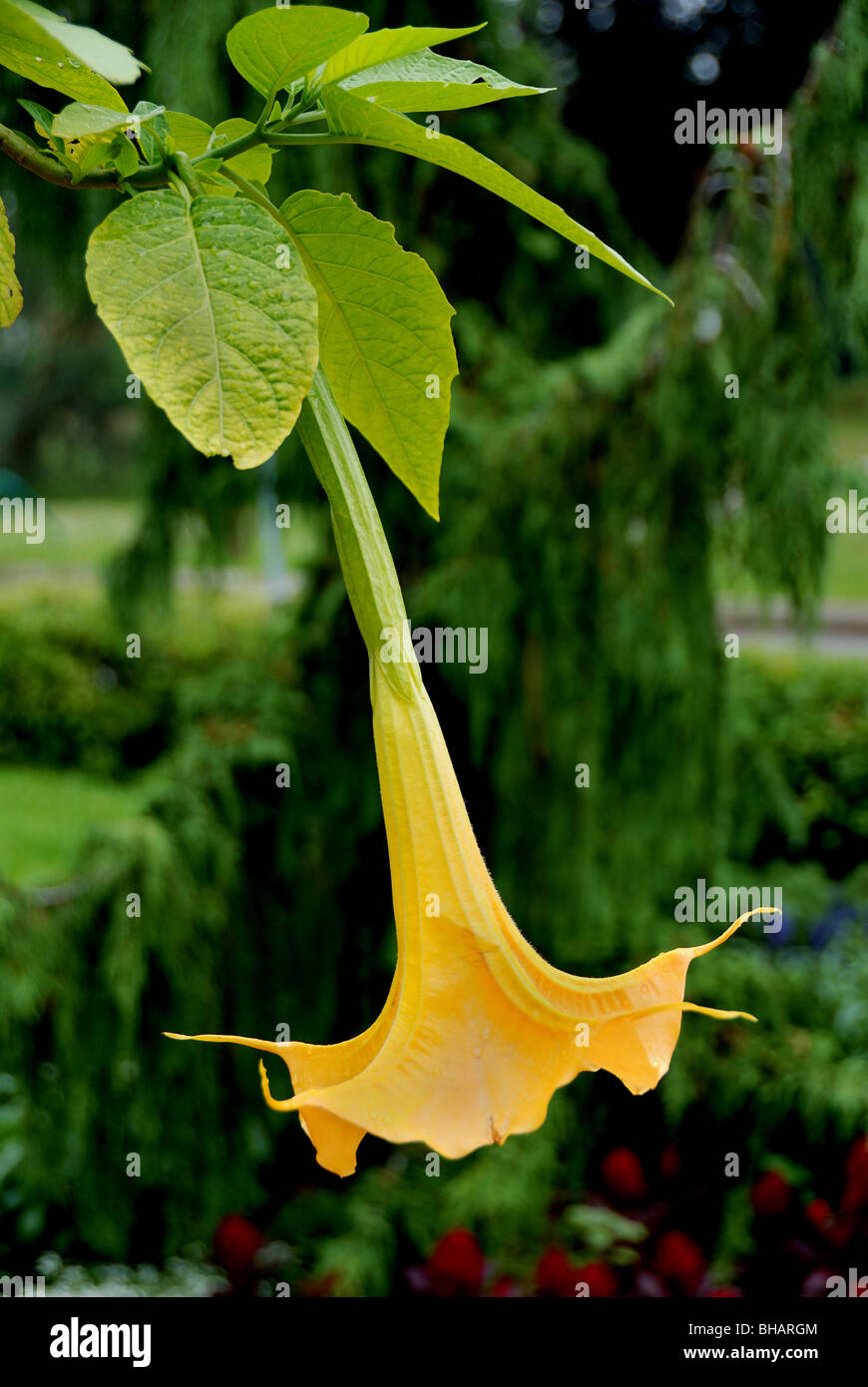 Flower of a Brugmansia also known as an Angels Trumpet Stock Photo